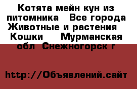 Котята мейн-кун из питомника - Все города Животные и растения » Кошки   . Мурманская обл.,Снежногорск г.